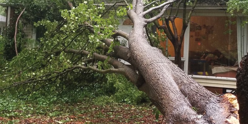 Stump Removal