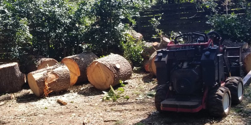 Tree Trimming