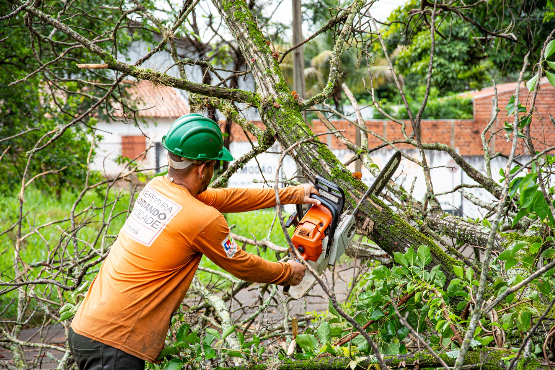 Tree Maintenance